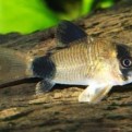 Corydoras panda - Panda páncélosharcsa