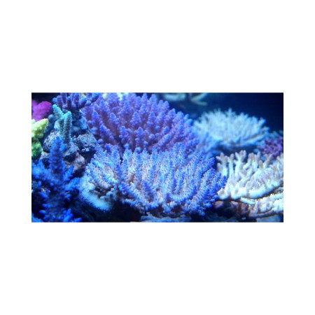 Seawater Complex Concentrate 500 ml - nyomelem keverék