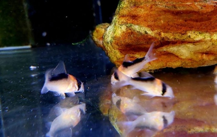 Corydoras duplicareus - Rézfoltos páncélosharcsa