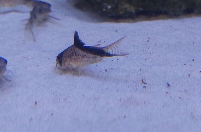 Corydoras melini - Melini páncélosharcsa