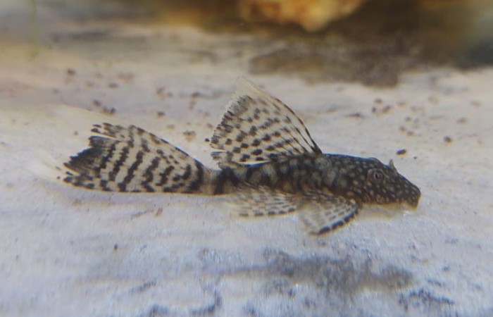 Ancistrus sp. Long fin - Fátyolos algaevő harcsa