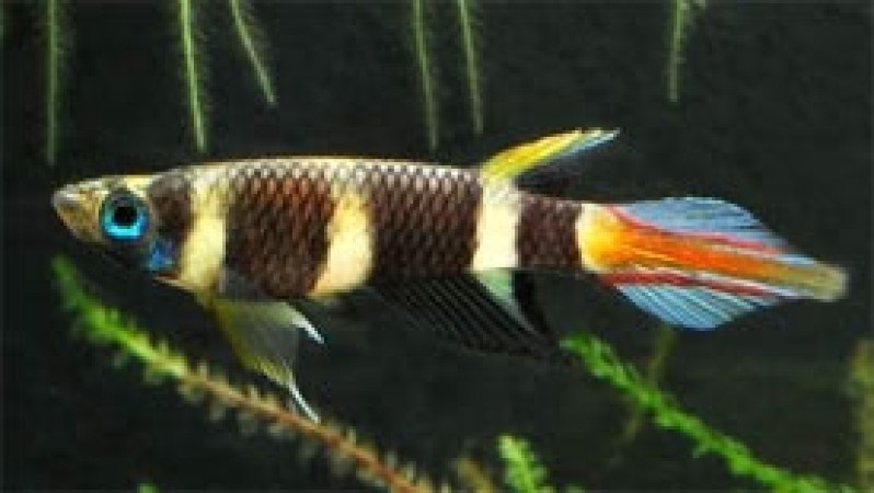 Epiplatys annulatus - Bohóc csuka