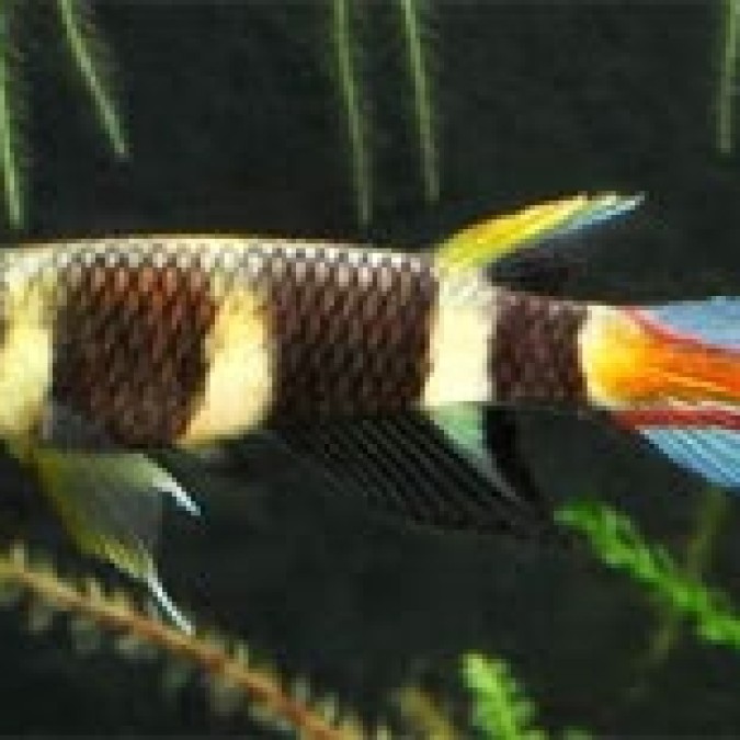Ikrázó fogaspontyok