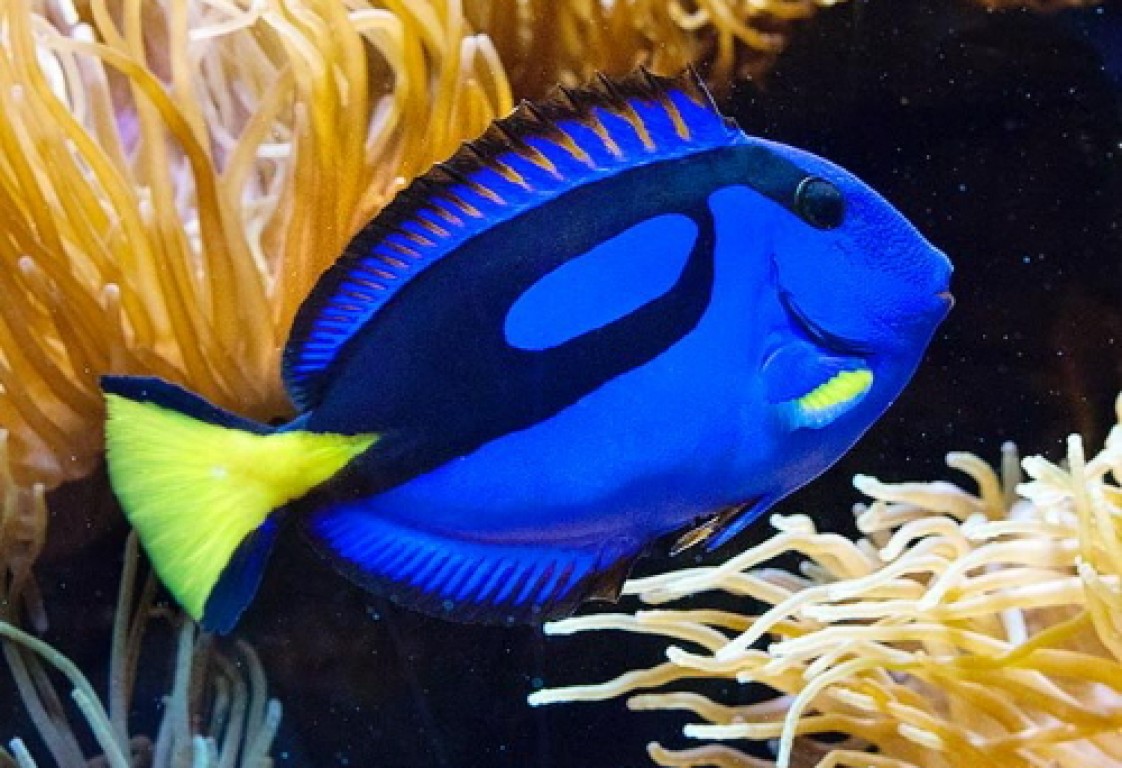 Paracanthurus hepatus M méret