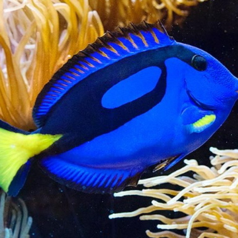 Paracanthurus hepatus M méret