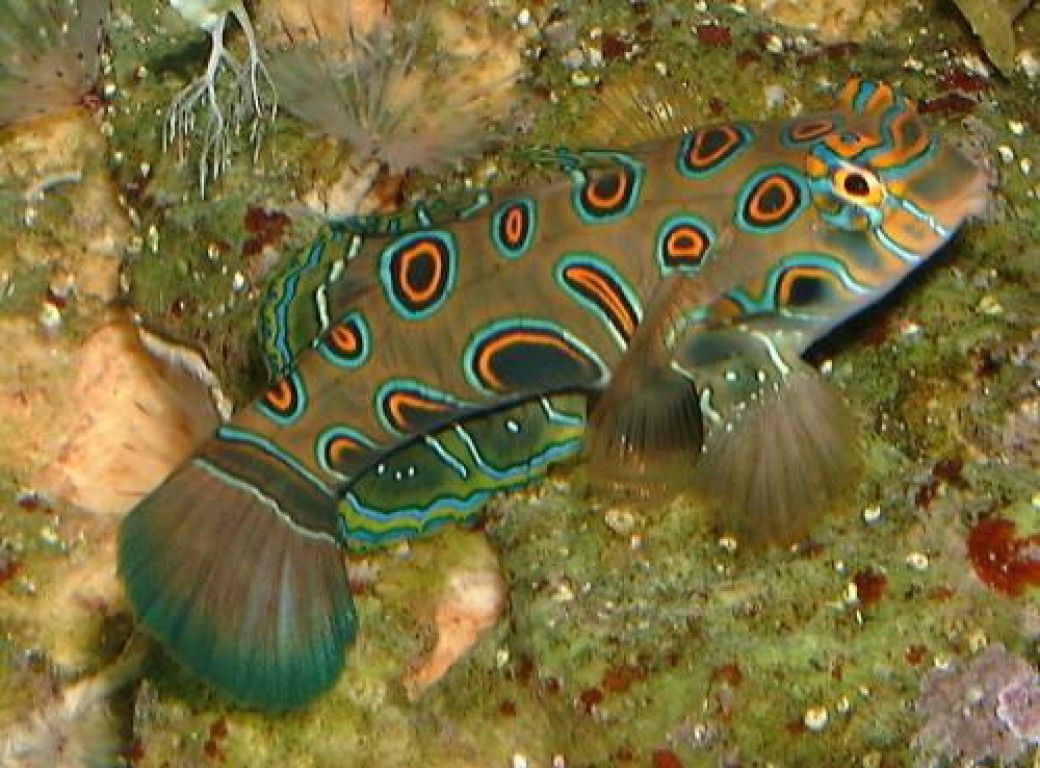 Pterosynchiropus picturatus