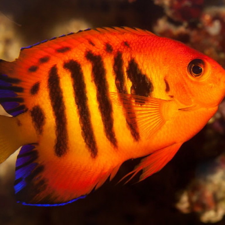 Centropyge loriculus