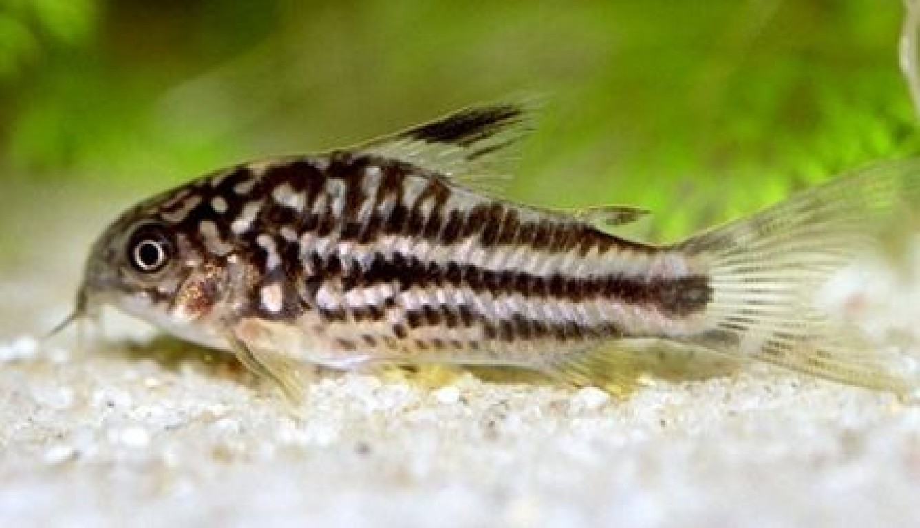 Corydoras nanus - páncélosharcsa