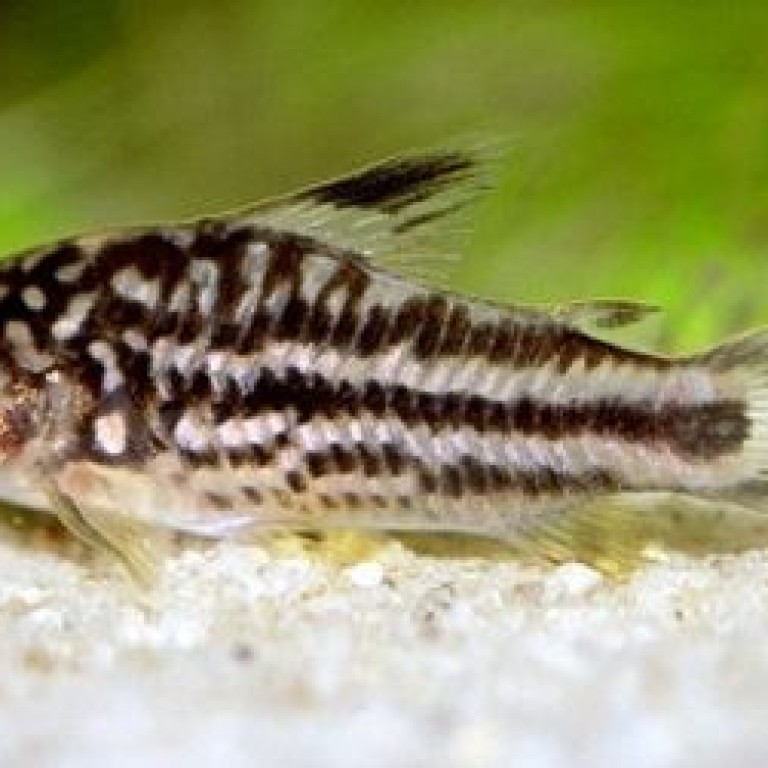 Corydoras nanus - páncélosharcsa