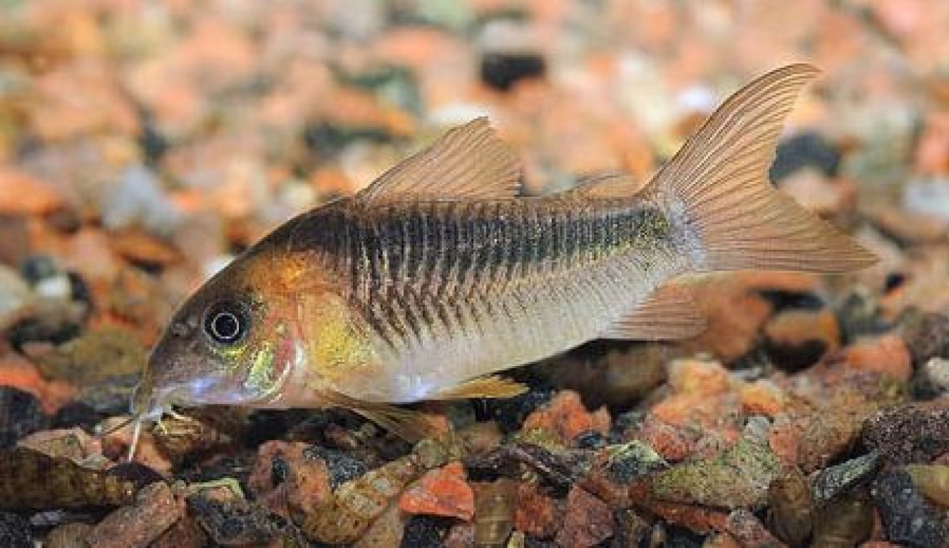 Corydoras aeneus /Aranysávos páncélosharcsa/