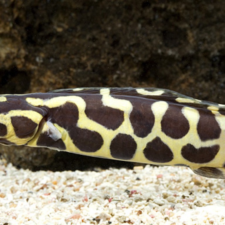 Pholidichthys Leucotaenia