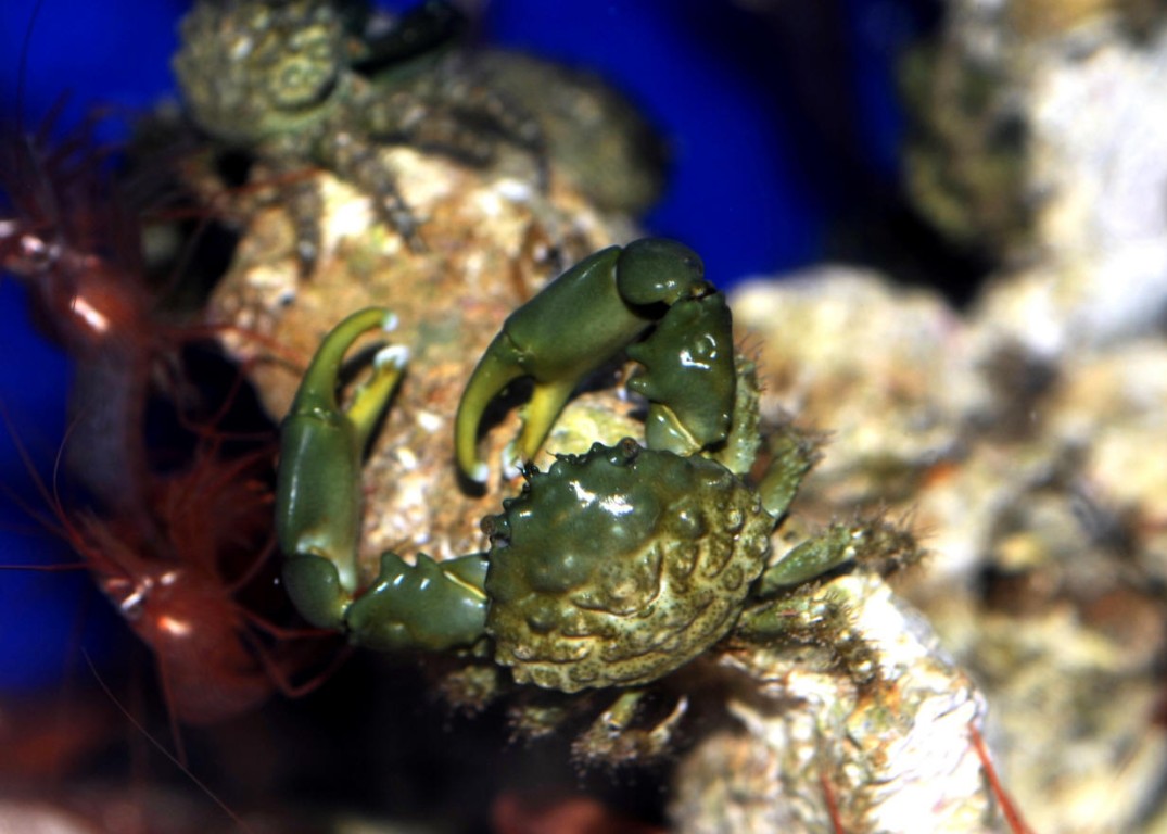 Mithraculus sculptus