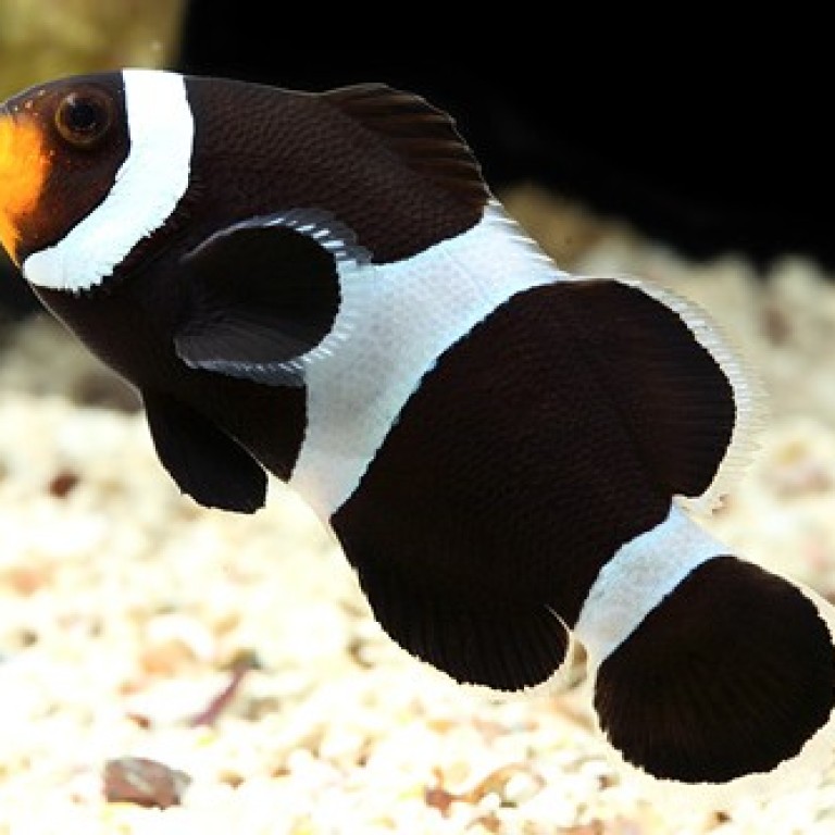 Amphiprion ocellaris Black Darwini 