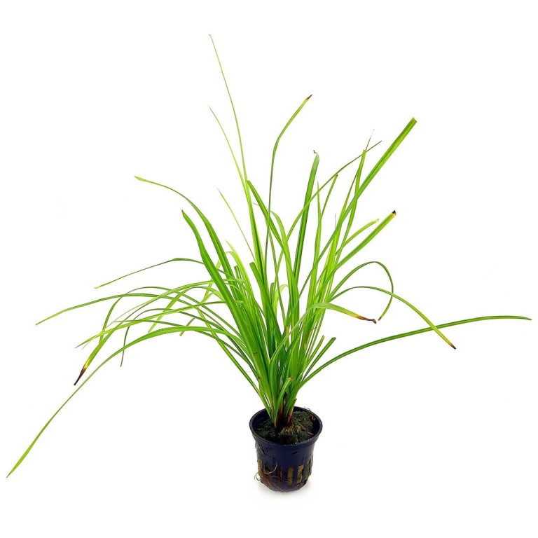 Cyperus Helferi