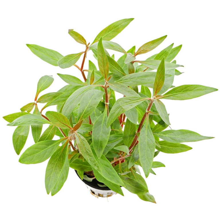  Alternanthera reineckii Mini