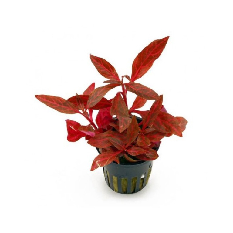 Alternanthera reineckii Rosanervig