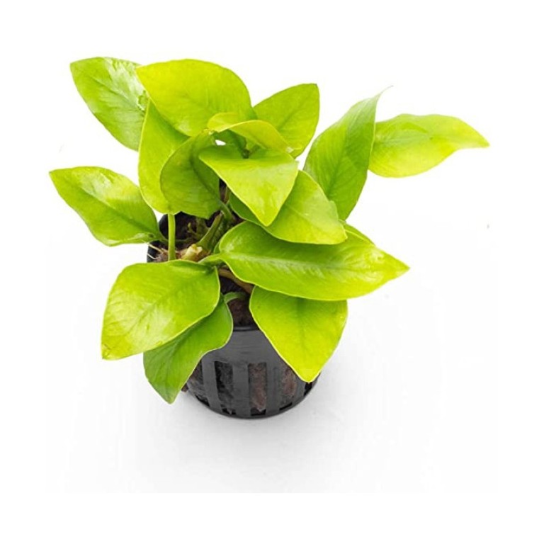 Anubias nana gold