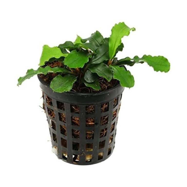 Bucephalandra green wavy