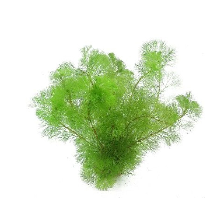 Cabomba aquatica