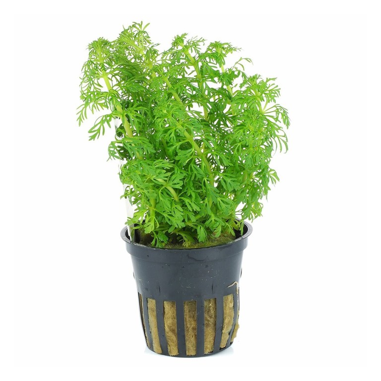 Limnophila sessiliflora