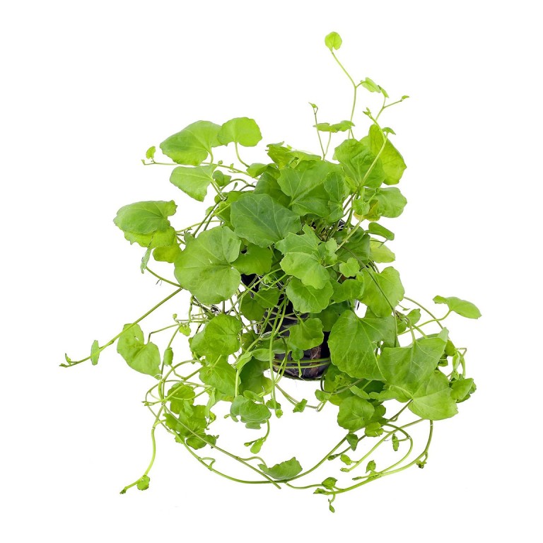 Cardamine lyrata