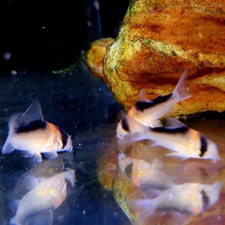 Corydoras duplicareus - Rézfoltos páncélosharcsa