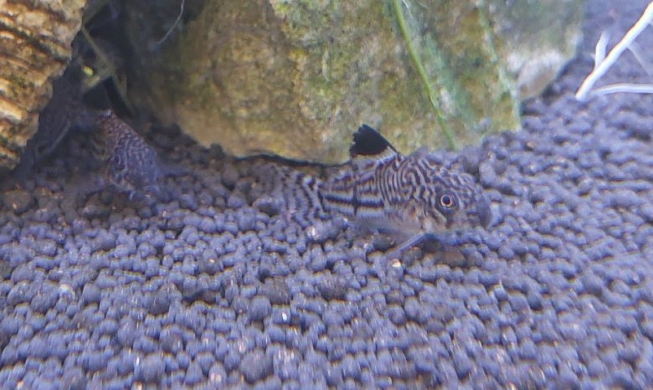 Corydoras julii - Gyászfoltos páncélosharcsa