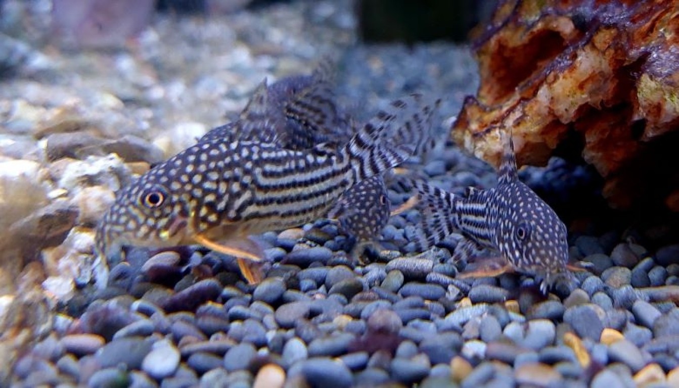 Corydoras sterbai - Narancsúszójú páncélosharcsa