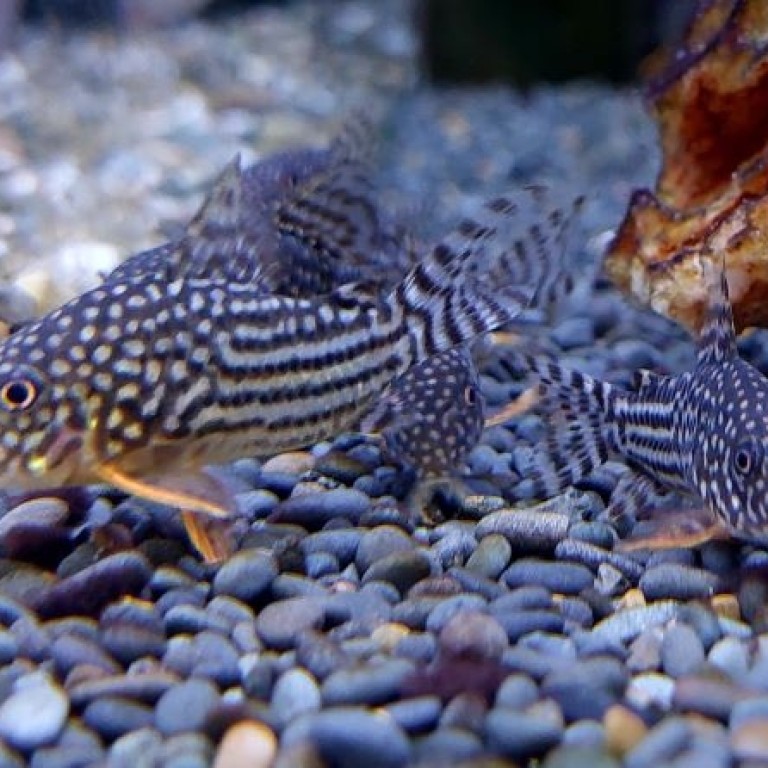 Corydoras sterbai - Narancsúszójú páncélosharcsa