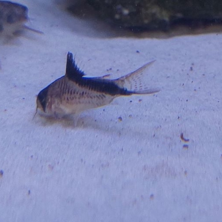 Corydoras melini - Melini páncélosharcsa