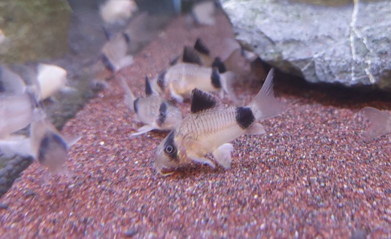 Corydoras panda - Panda páncélosharcsa