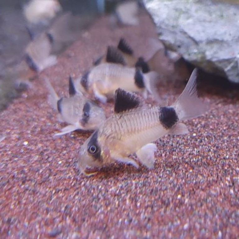 Corydoras panda - Panda páncélosharcsa