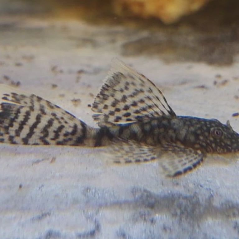 Ancistrus sp. Long fin - Fátyolos algaevő harcsa