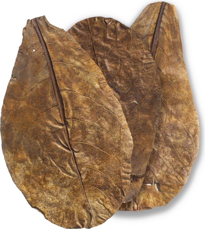 Dr. Fish  Catappa Indiai Mandulalevél XXL 1db