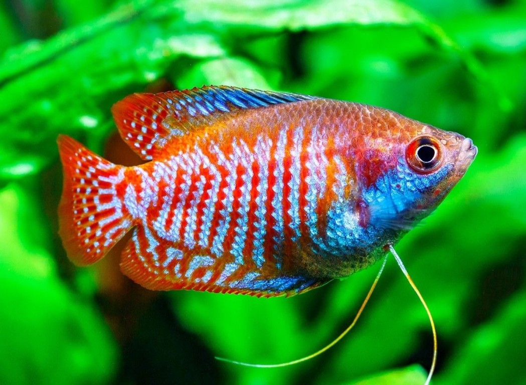Trichogaster lalius - Törpe gurámi