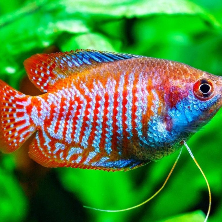 Trichogaster lalius - Törpe gurámi
