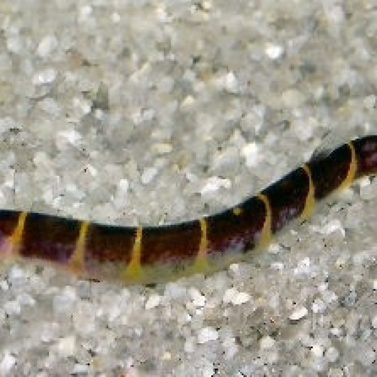 Pangio kuhlii - Kuli-kuli