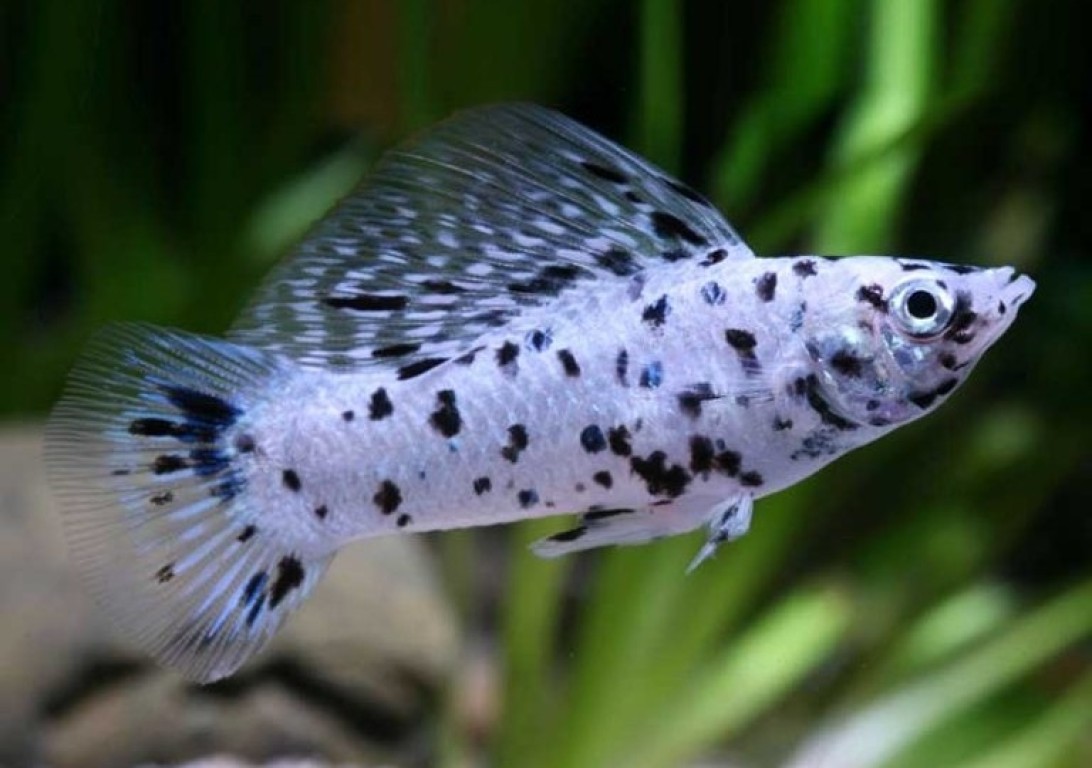 Poecilia sphenops - Dalmata molly