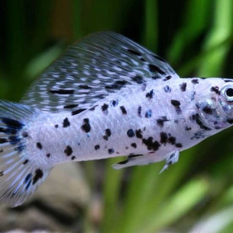 Poecilia sphenops - Dalmata molly