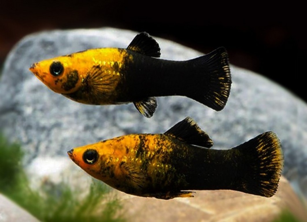 Poecilia sphenops - Arany-fekete molly
