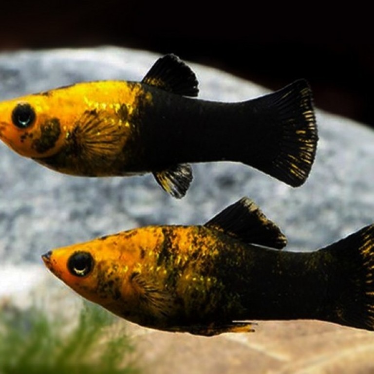 Poecilia sphenops - Arany-fekete molly