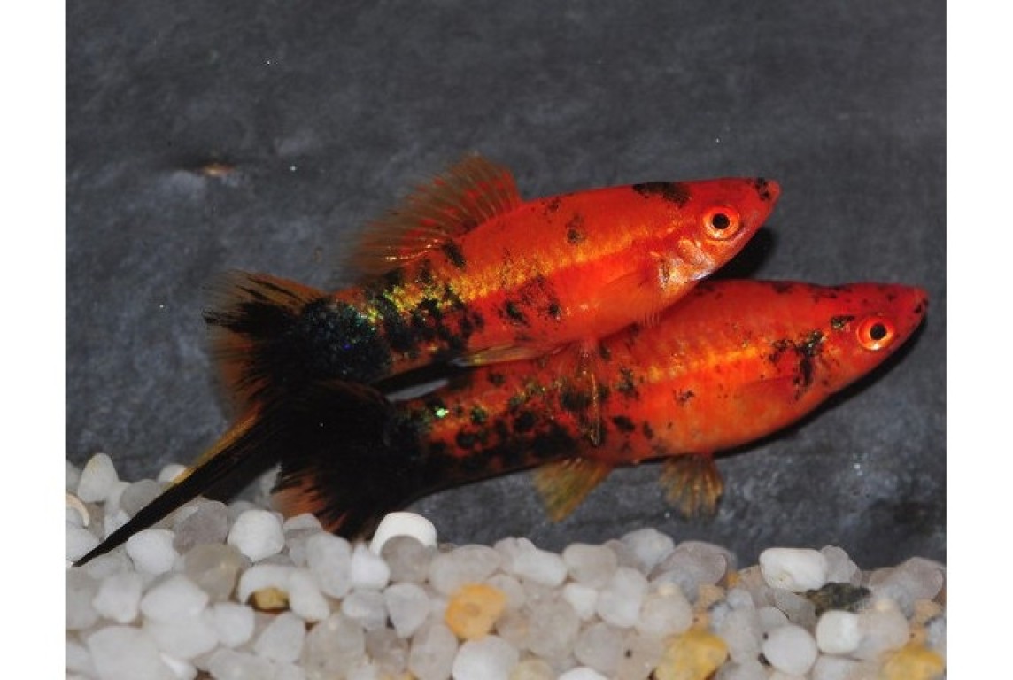 Xiphophorus helleri - Berliner xifó