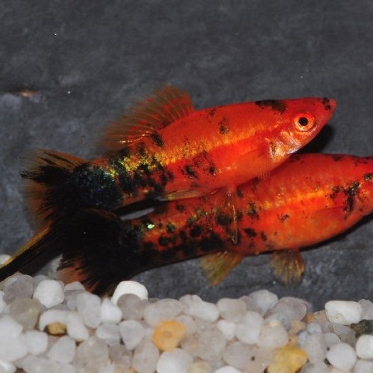 Xiphophorus helleri - Berliner xifó