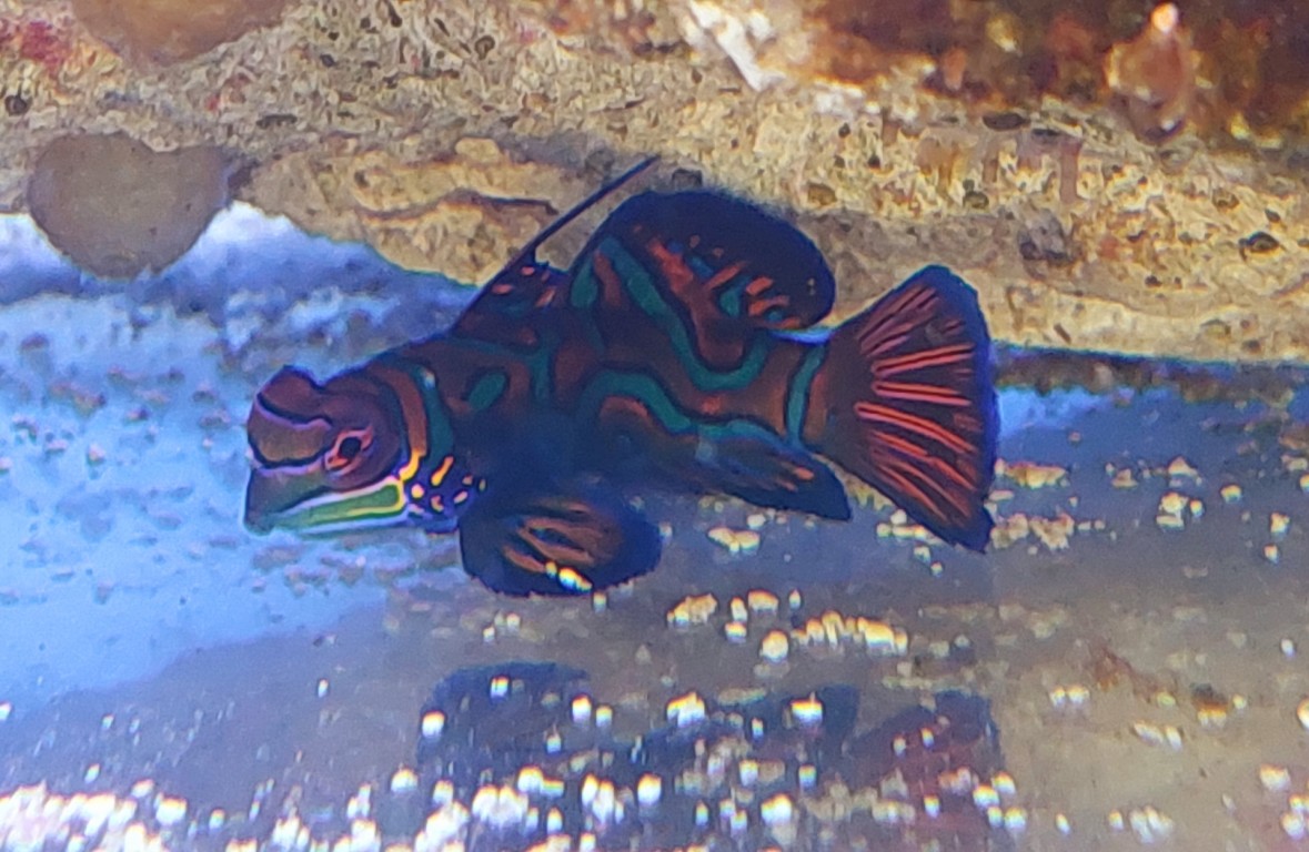 Pterosynchiropus splendidus