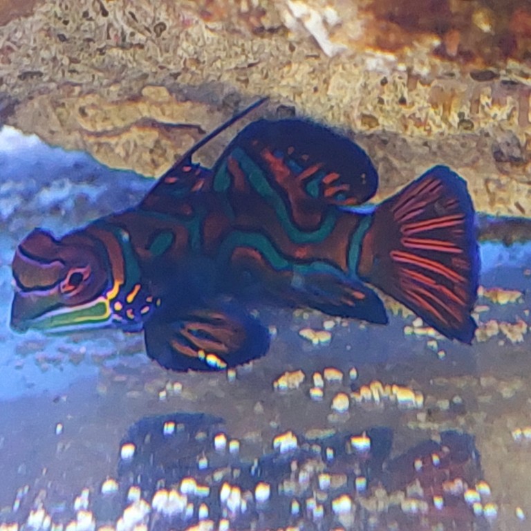 Pterosynchiropus splendidus