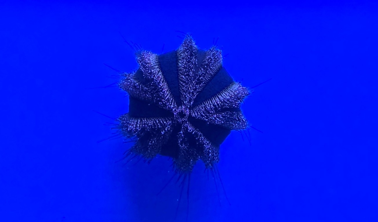 Mespilia glogulus blue - tengeri sün