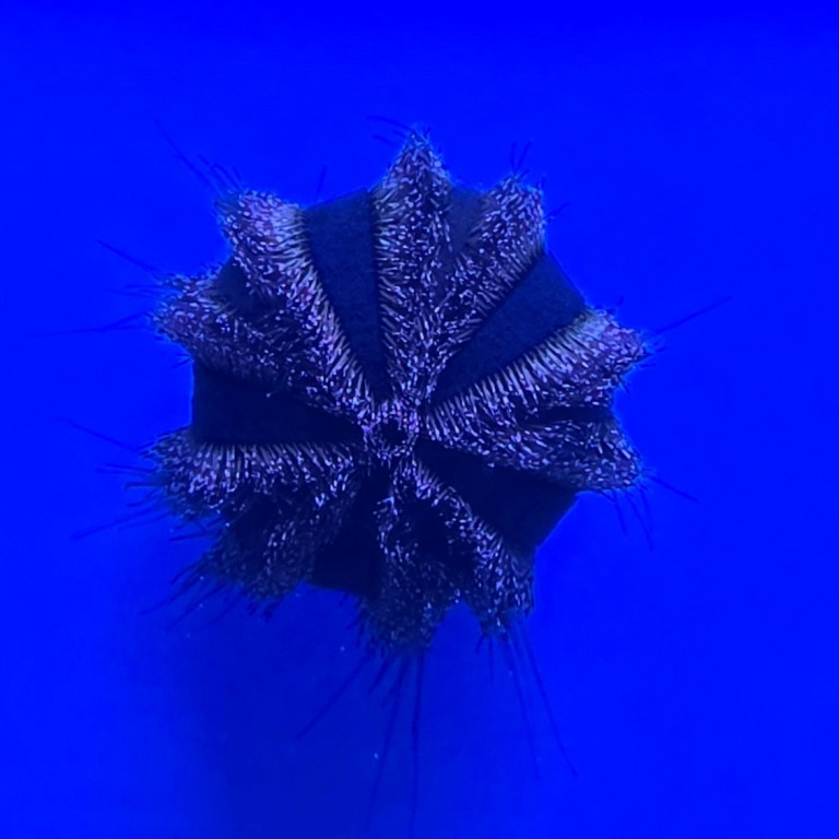 Mespilia glogulus blue - tengeri sün