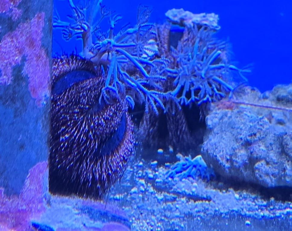 Mespilia glogulus blue - tengeri sün