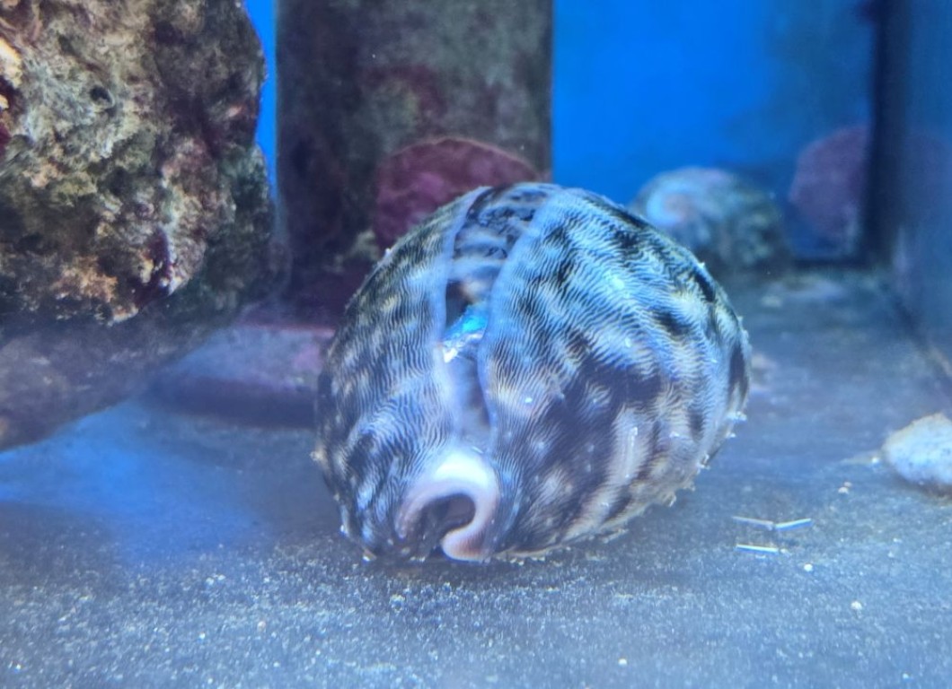 Cyprea tigris - tengeri csiga