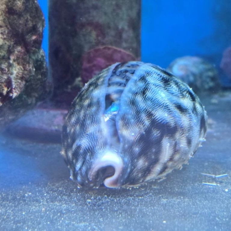 Cyprea tigris - tengeri csiga